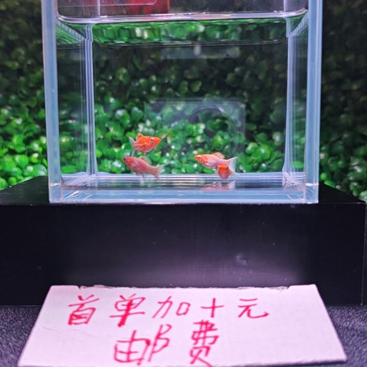 孔雀鱼黄金柠檬玛丽 2号