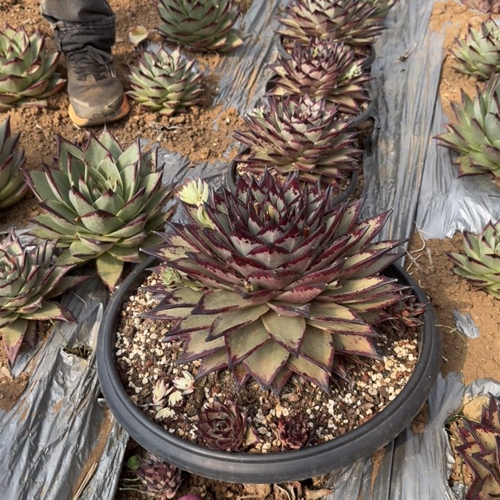 美乌多肉植物，，，