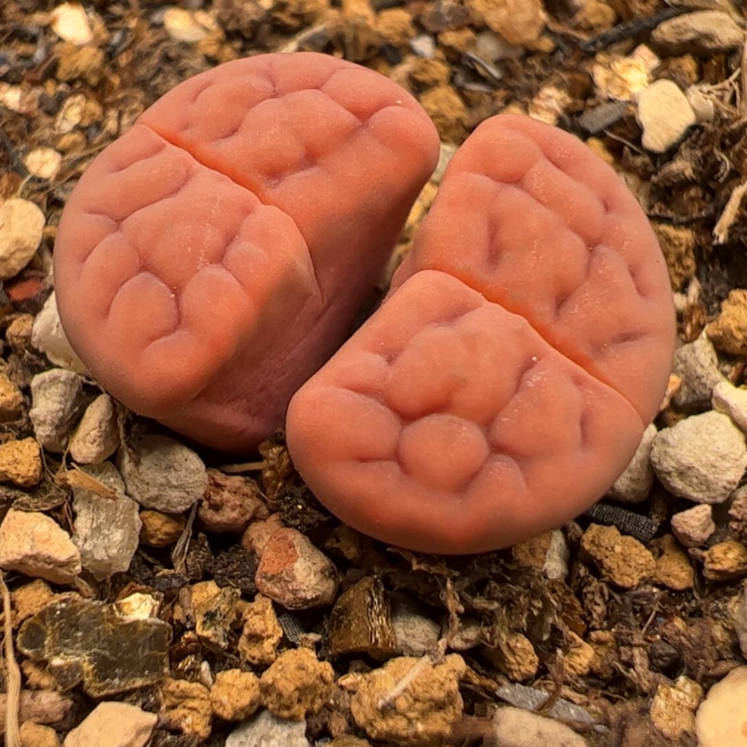 多肉植物百科685