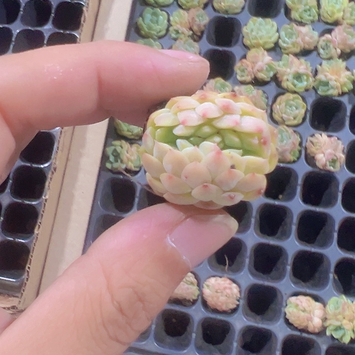 缀化多肉植物大战