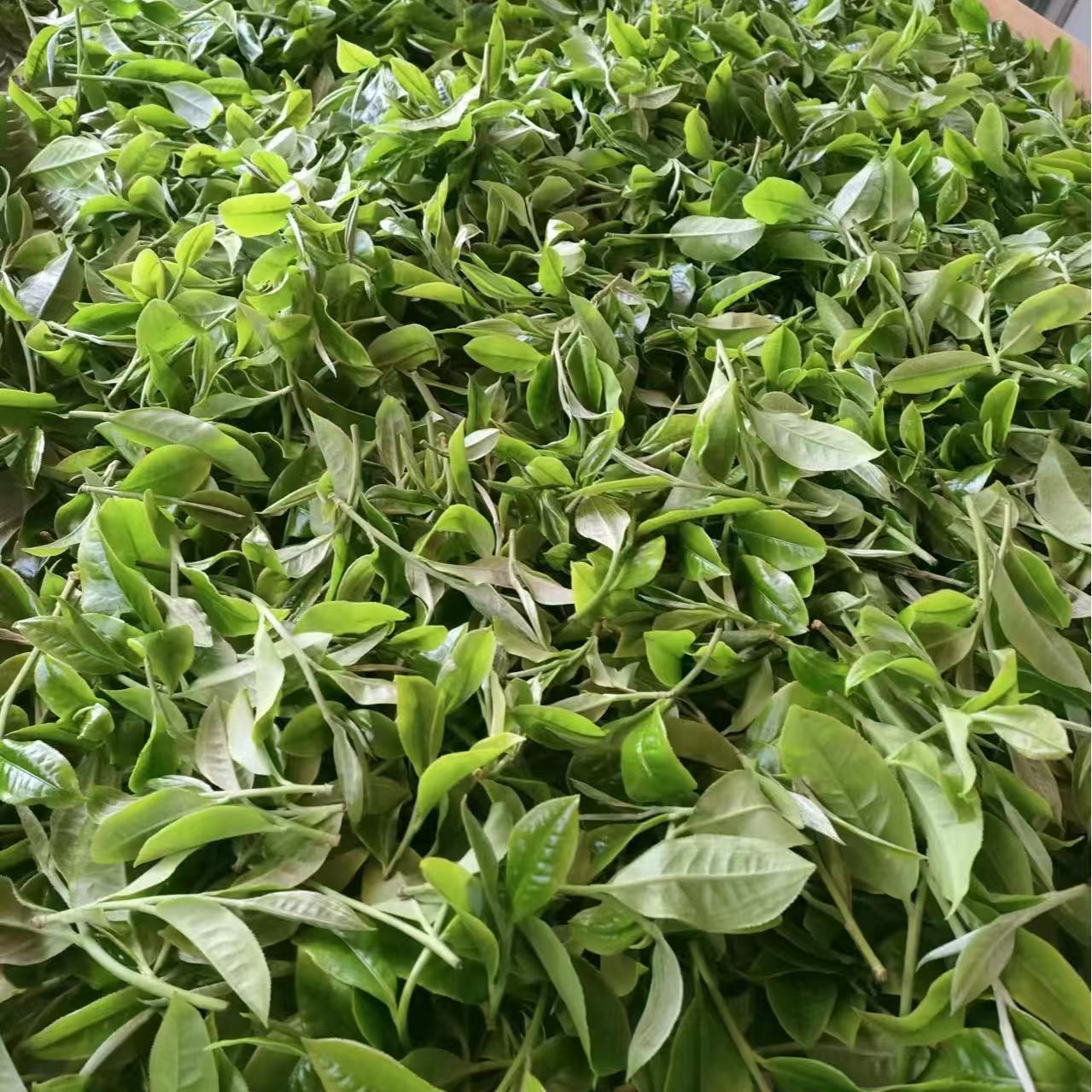 【荣圆号】2025年倚邦天鹅抱蛋一类古树生茶，不带茶样拆封不退