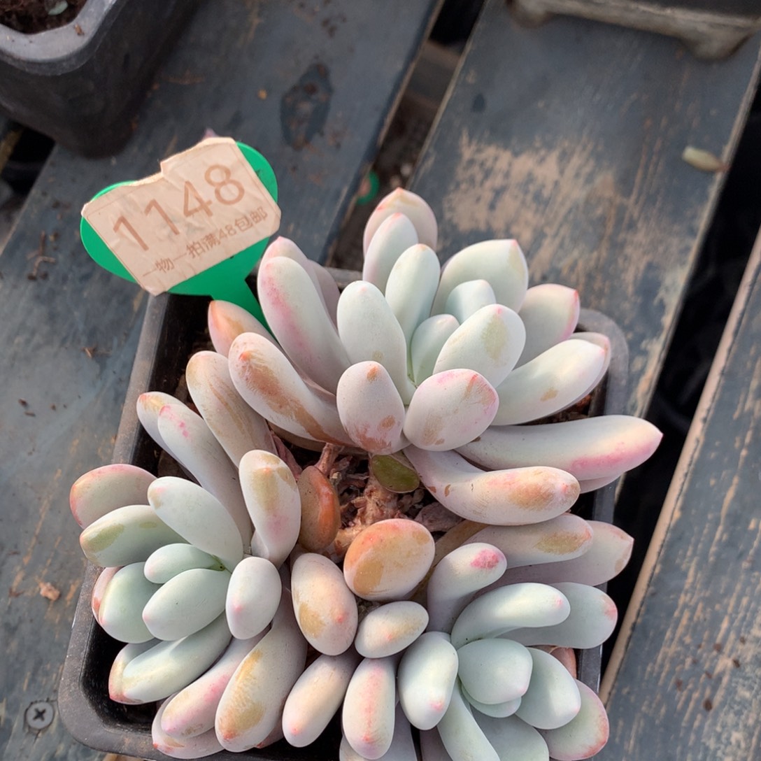 粉兔杂交开播福利