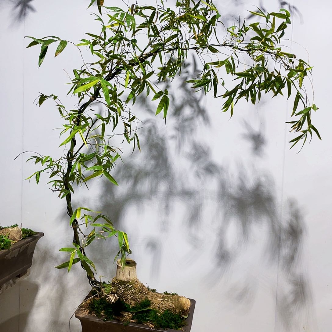 岁*.小叶簕竹熟桩陶瓷盆一物一拍