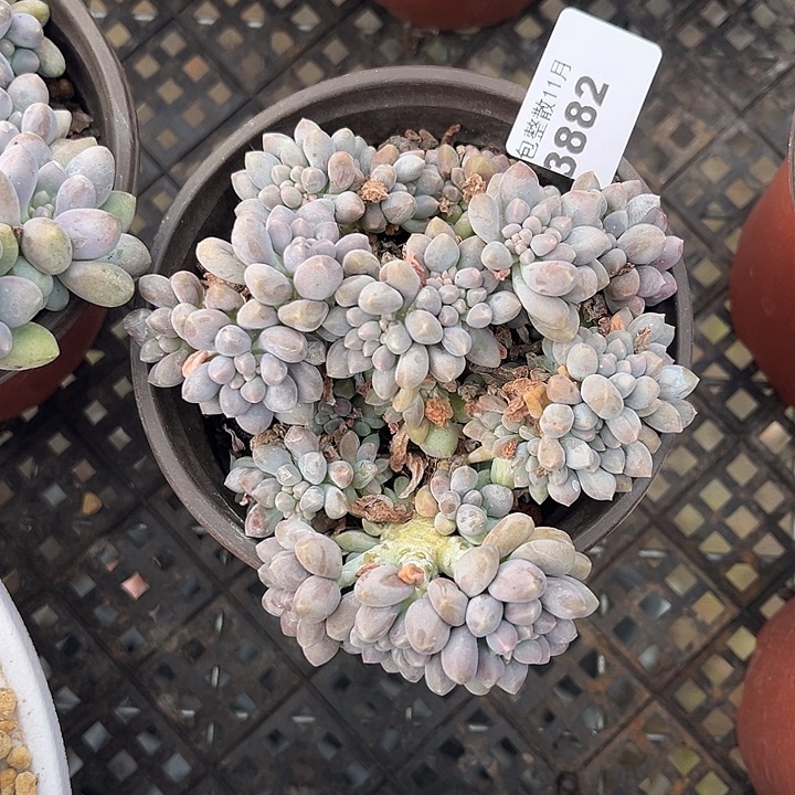 阿雅园艺。       3882星黛露