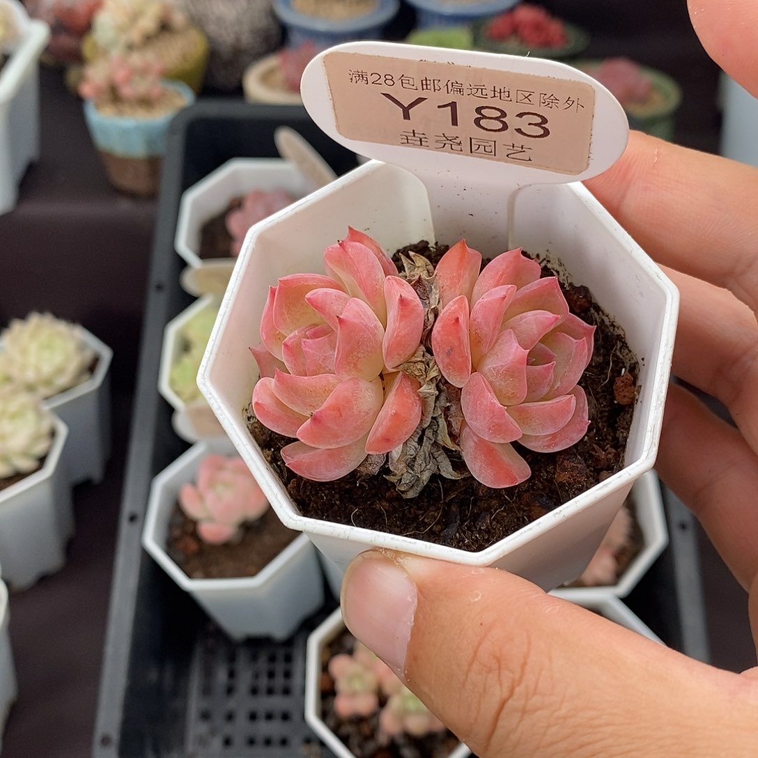 0183 5.5cm 卡洛琳 