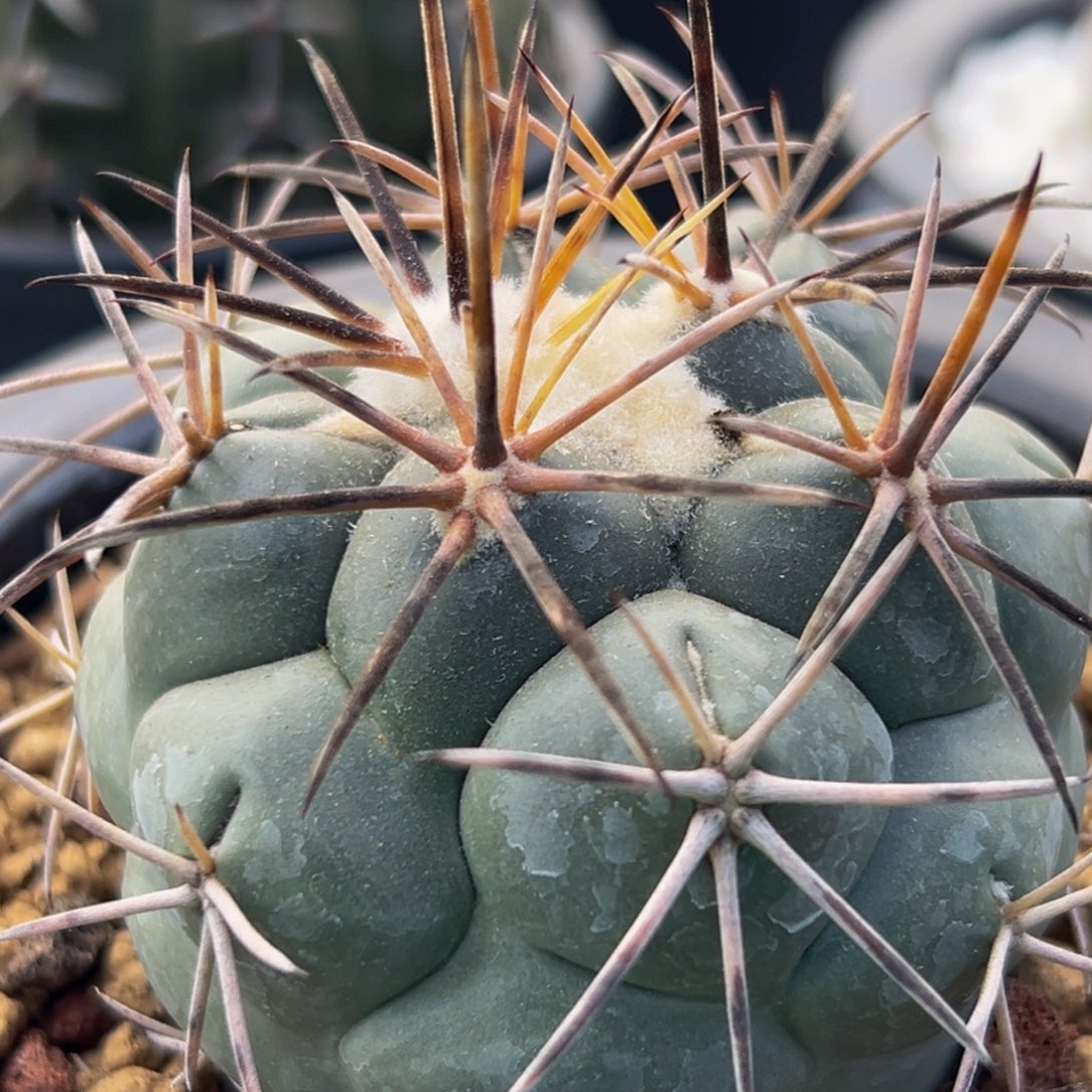 精品（黑刺大祥冠）来了