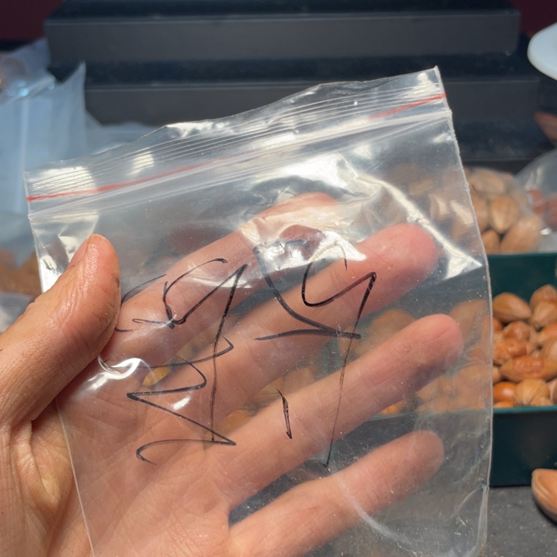 橄榄核手串/手链