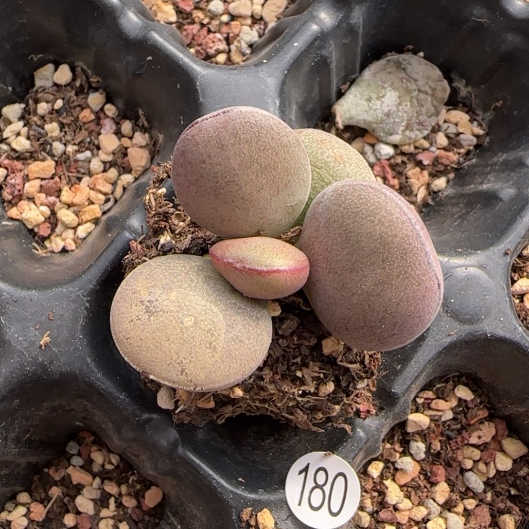 球球紫蛋水泡多肉180