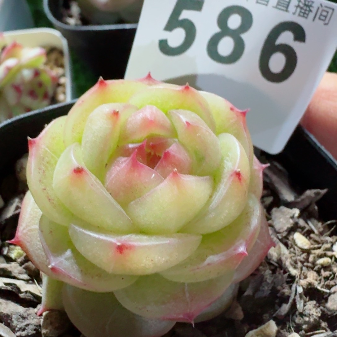 灵耀珍妮         精品多肉