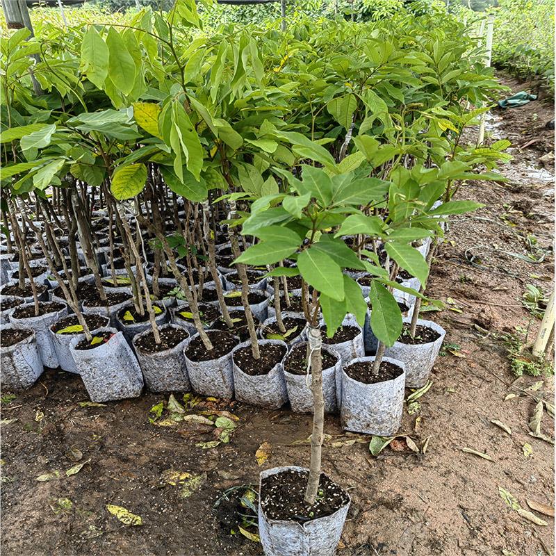 红毛丹嫁接树苗南方种植当年结果黄毛丹荔枝庭院地栽盆栽特大杯苗