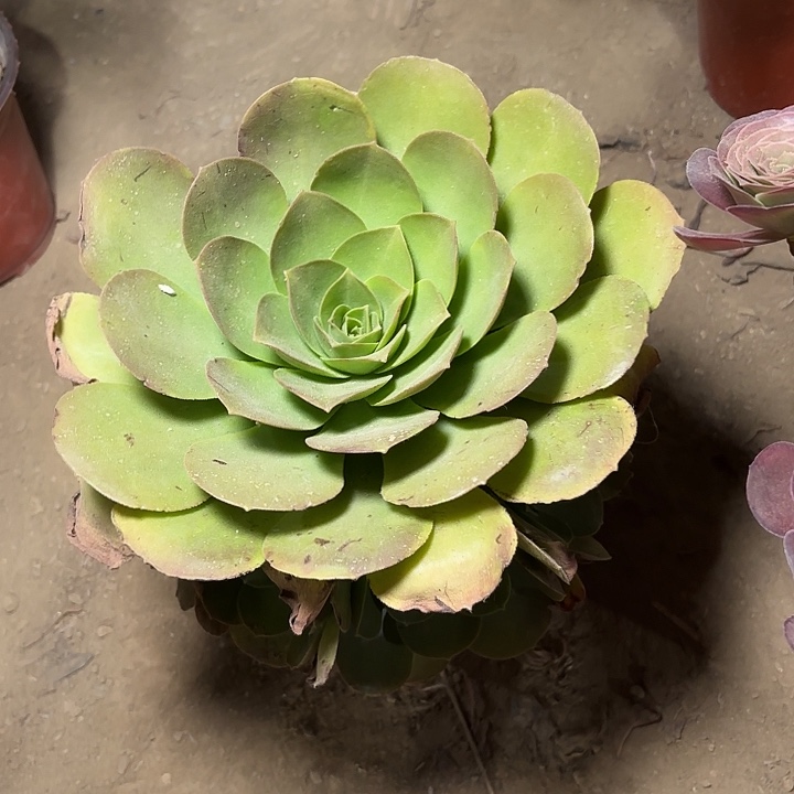 多肉植物加州香炉盘7