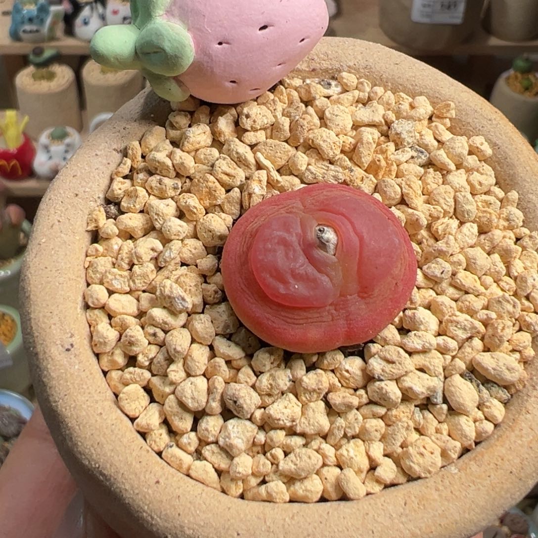 多肉植物158号拉登