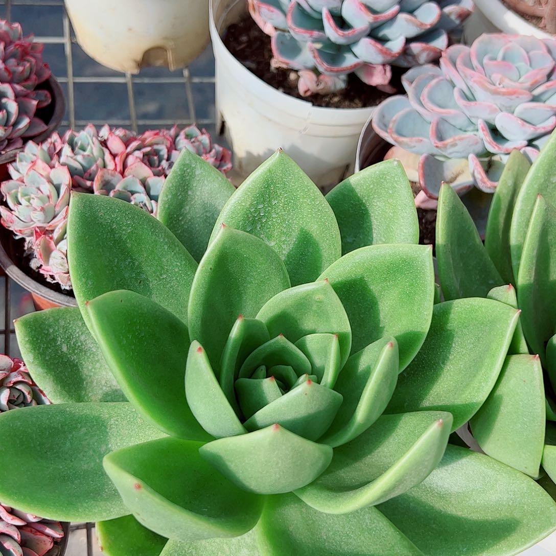 翠花大单头精品特价