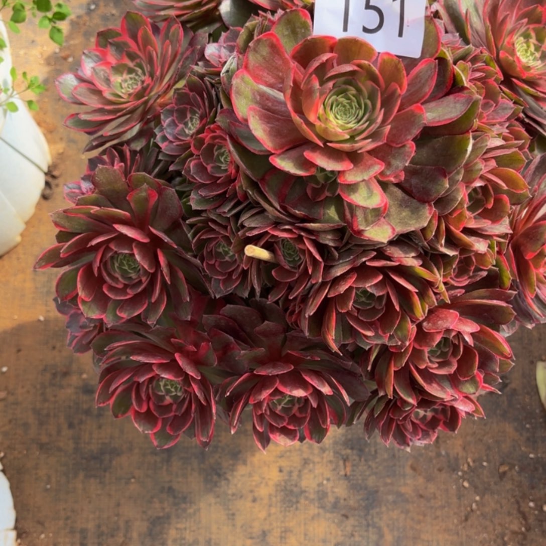 哈哈多肉葡萄努力151