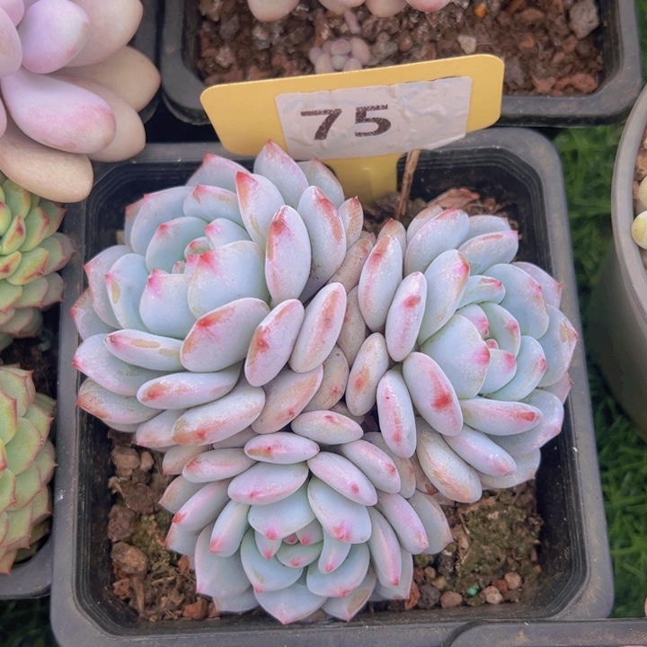 健健康康平平安安