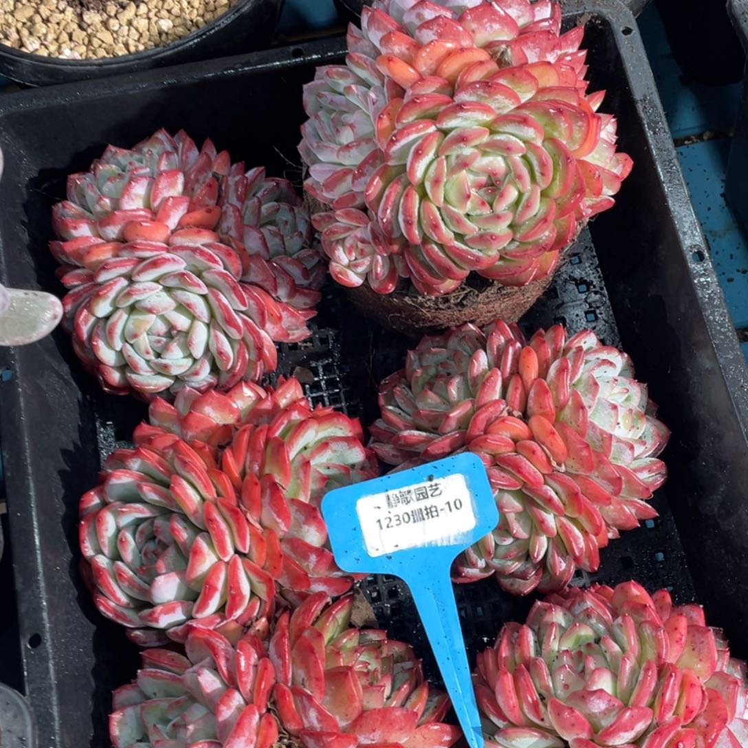 1230-10-粉海盗大群一颗