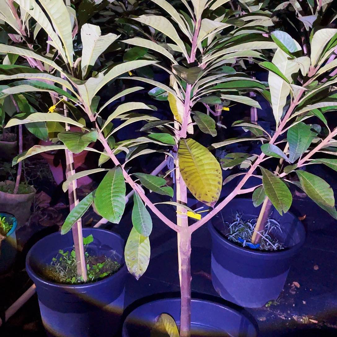 完全开放果树栽培技术要点一欣