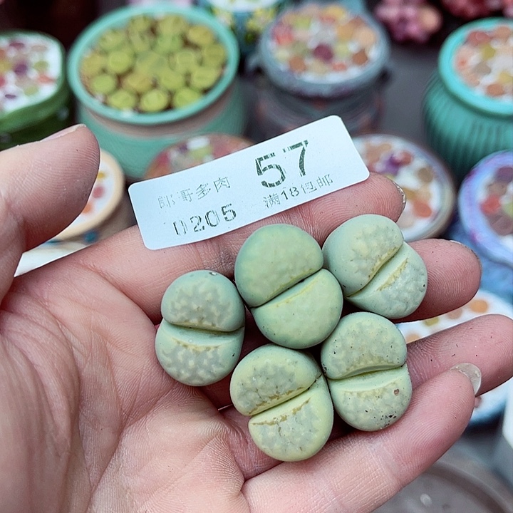 多肉植物生石花5-57