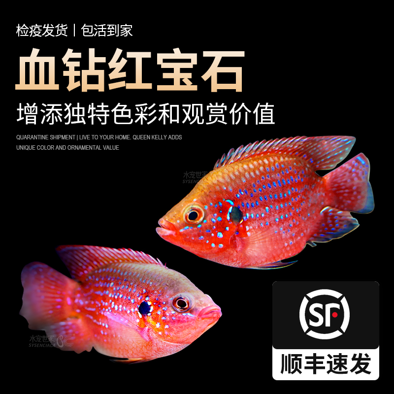 【直播优惠】血钻红宝石热带观赏鱼三湖慈鲷球形鱼短鲷鱼活体