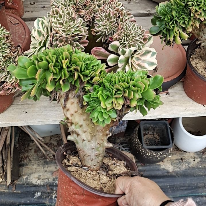 绿杨榕缀化粉女巫缀化都不大呀