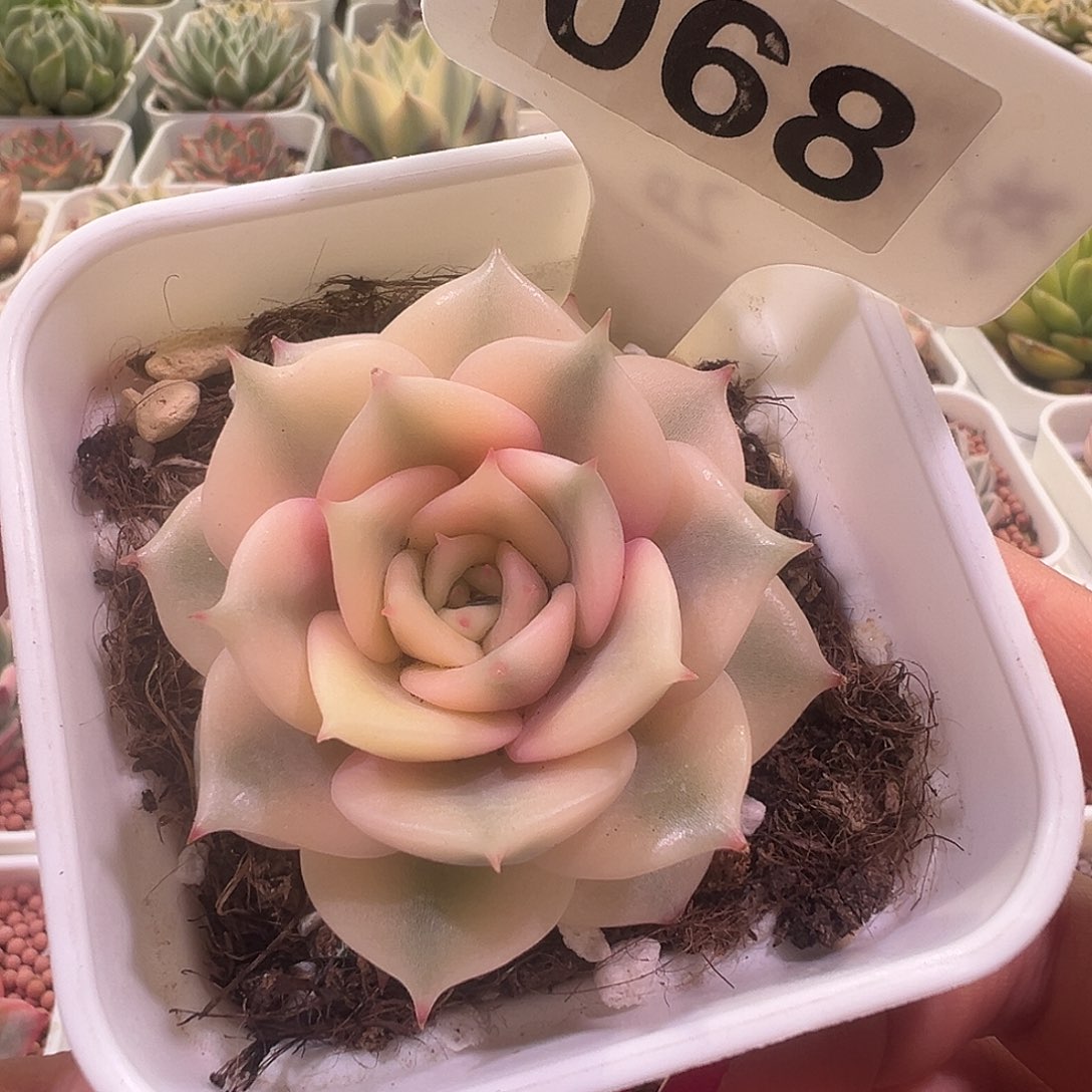 贝加尔湖锦一物一拍