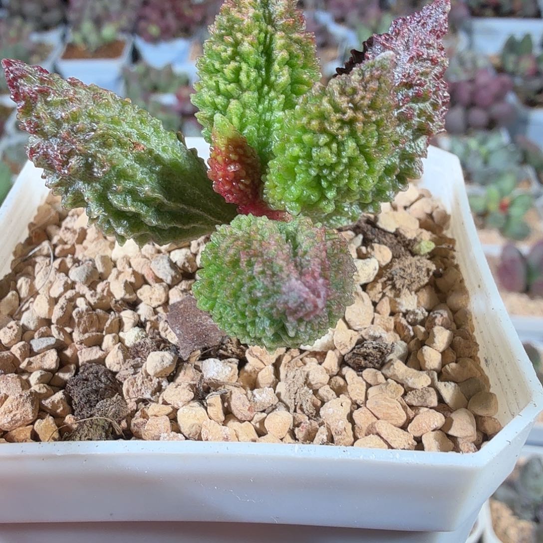 朱杂               