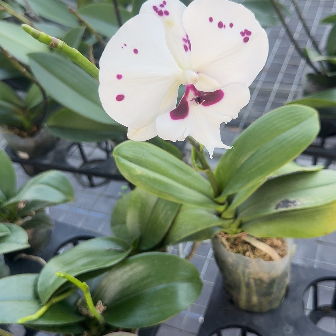 完全开放菩提乳牛3.0带剑