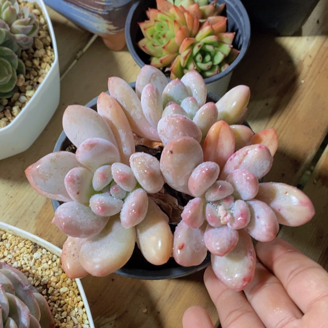 一物一拍多肉植物满38米包邮，可问主播品种