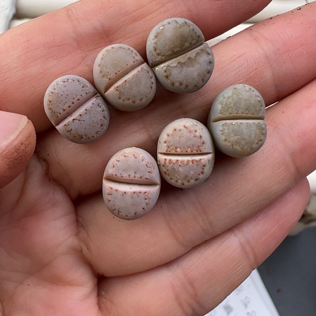 12.22好看的多肉脱土发货463