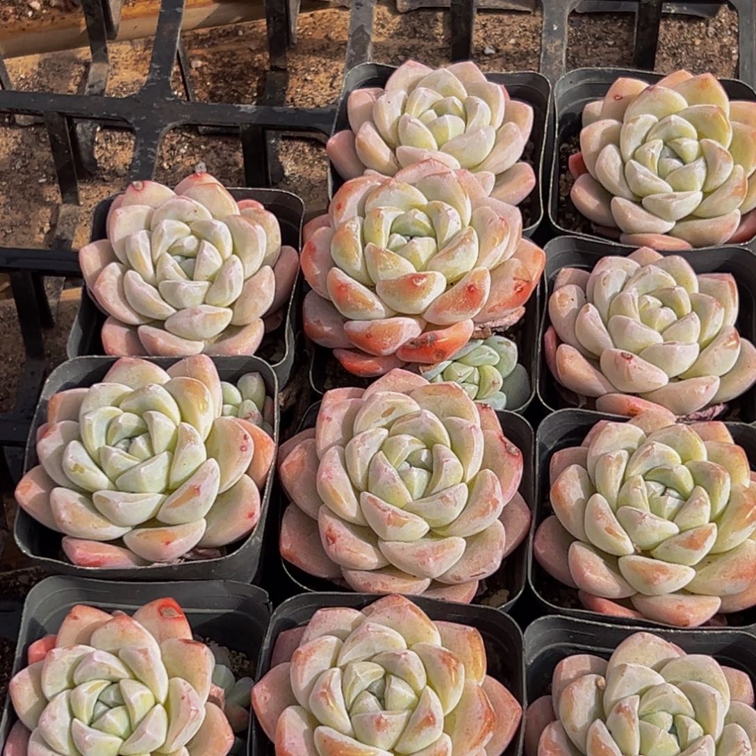 131多多肉的味道肉馅加