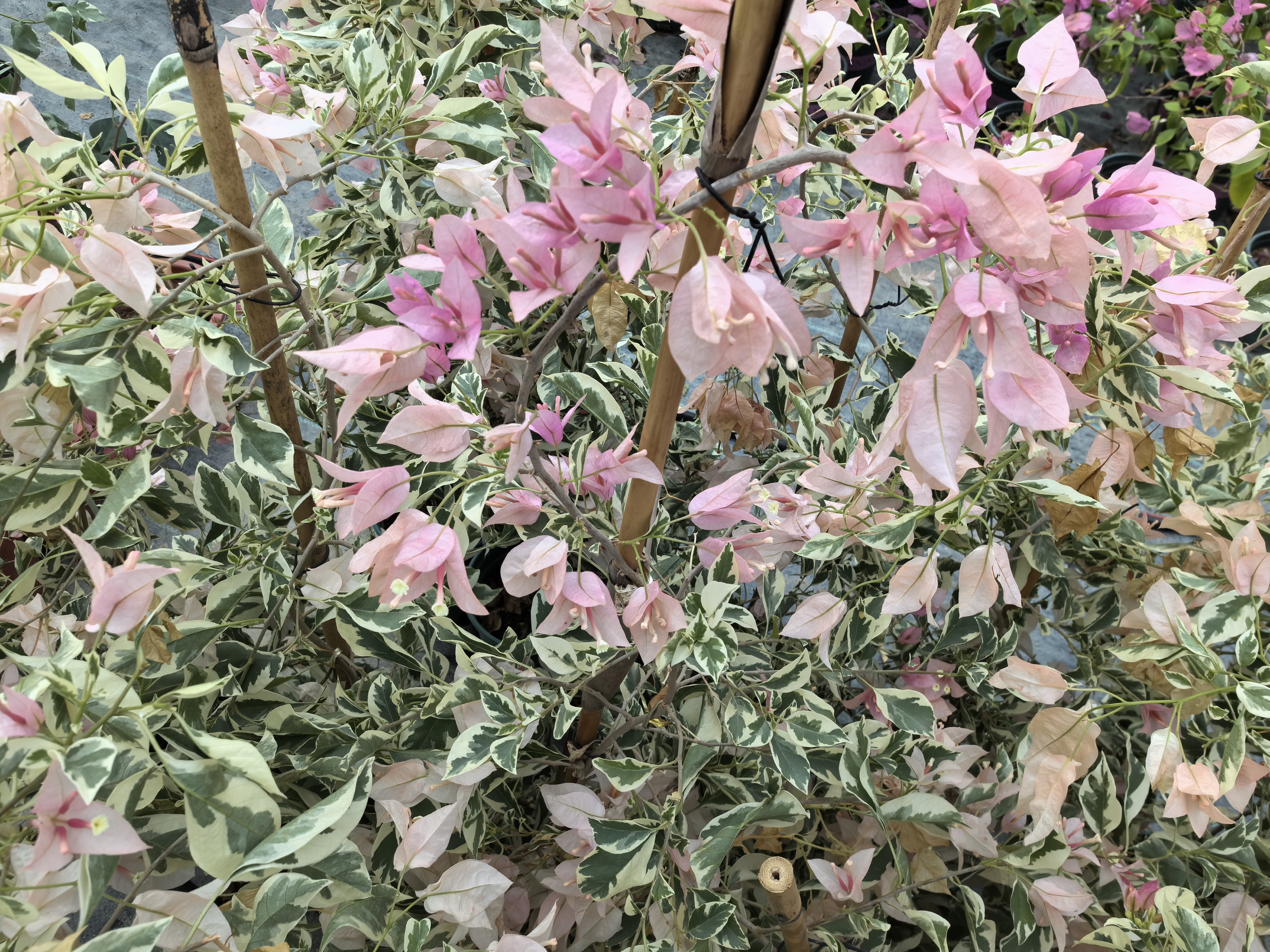 保温专拍（5度以下）