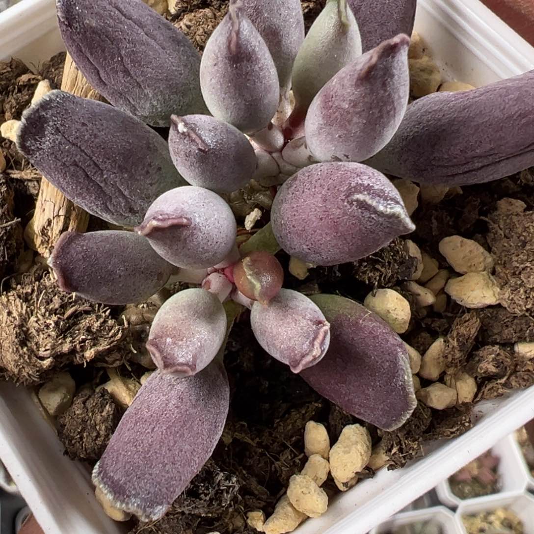 艺伎海报多肉植物水泡