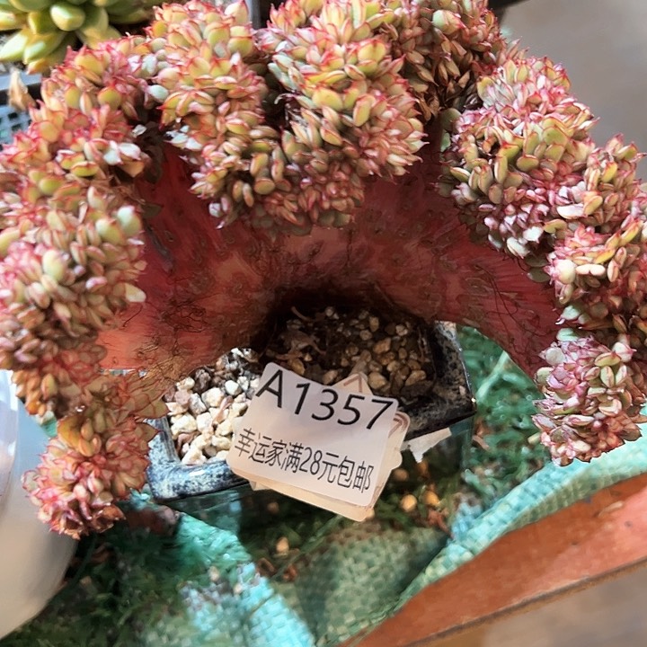 幸运的是我的朋友们