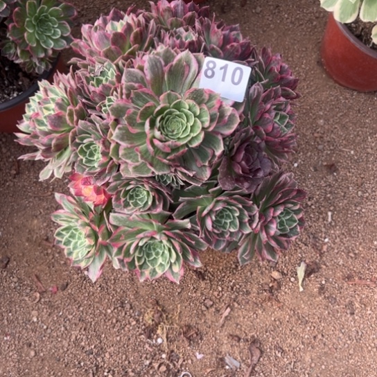 810水蜜桃多肉植物花花