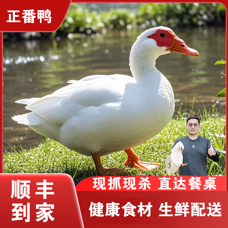 【正番鸭公】天然山林水域散养正番鸭（公鸭）现杀现发煲汤鲜美肉香