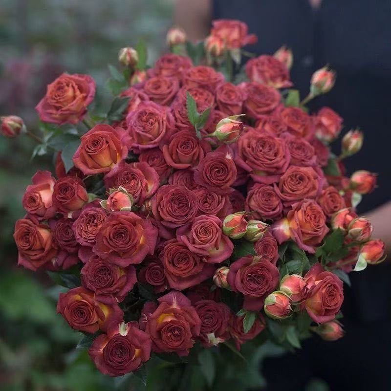 巧克力泡泡无刺多头切花玫瑰月季盆栽花苗阳台庭院丰花复古玫瑰