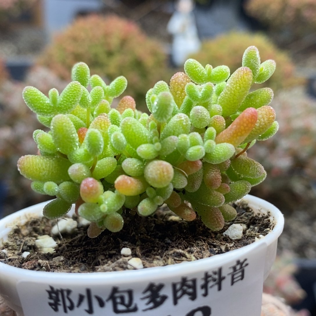 蜜橘糖球4418枝干番杏