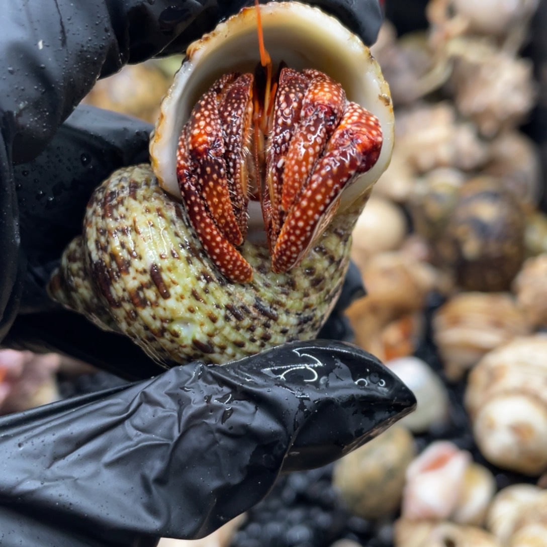 不退不换谢谢支持41