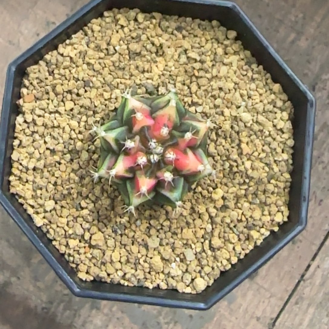 泰系名品侧芽散斑红锦