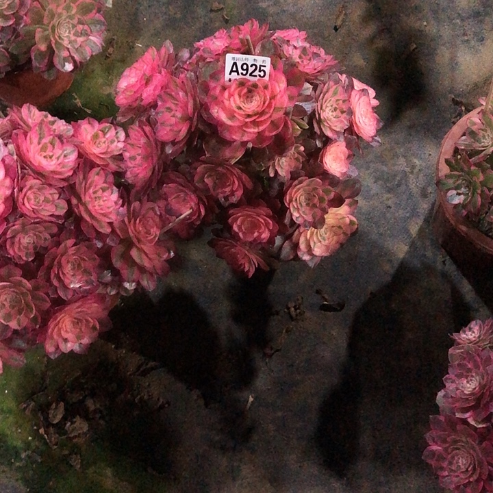 淡***沫荔枝多肉9250000000000