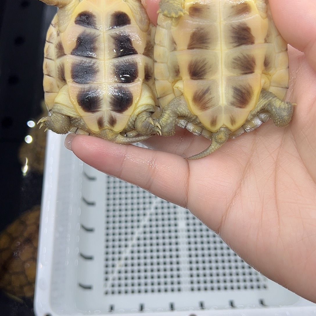 @***了宠物龟不分公母两只