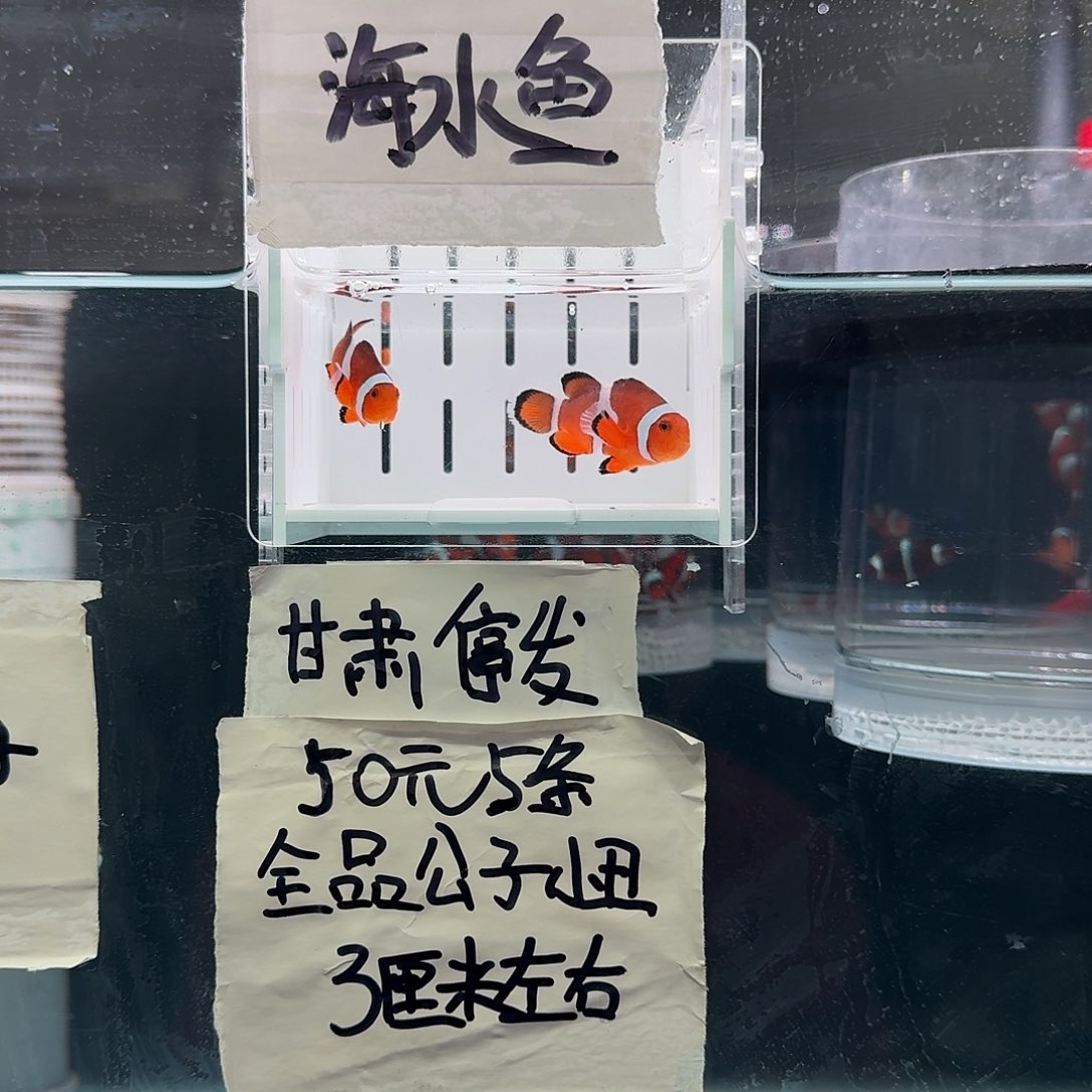 海水鱼4+配5+精品黑边公子一对