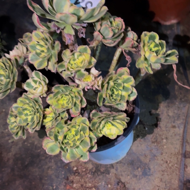 343白兰地多肉植物