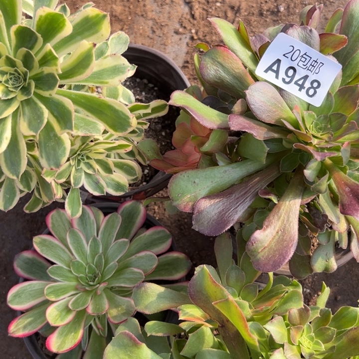 多肉植物948不售后