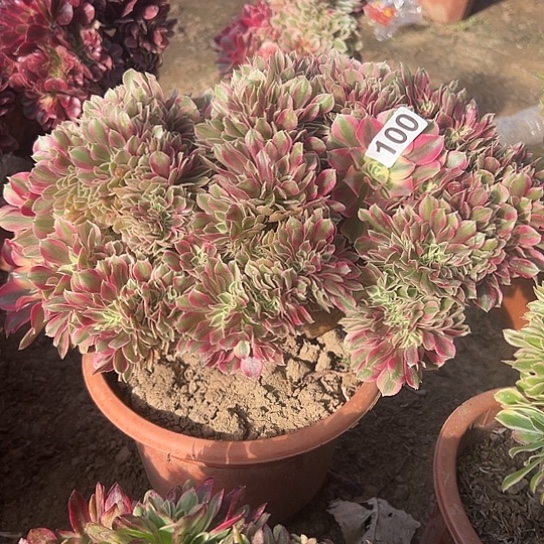 爱***艺一颗多肉法师植物