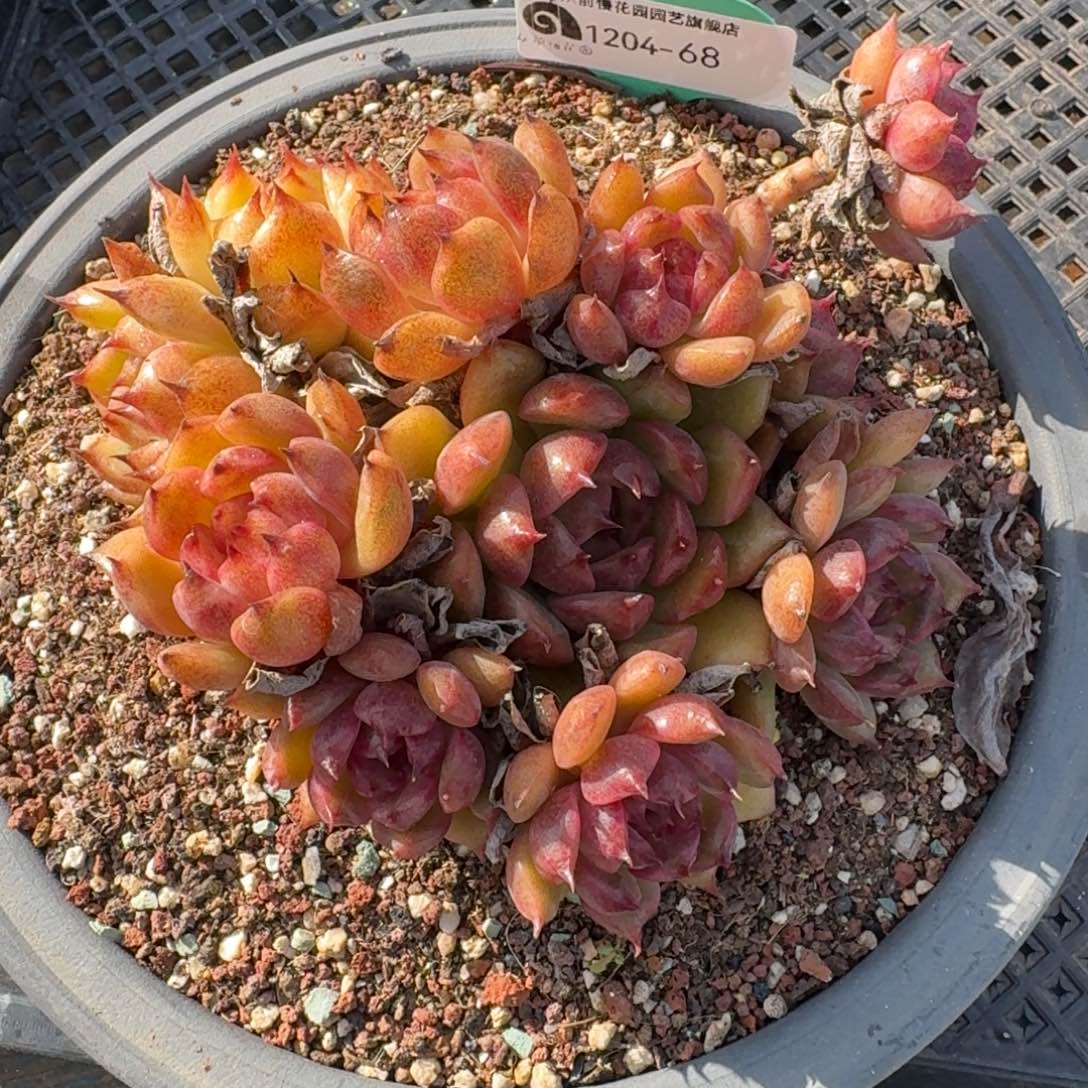 从前慢多肉精选编号1204.68