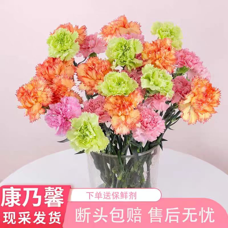【两单顺丰一单申通】七彩混色康乃馨鲜切花云南基地批发花期长水培
