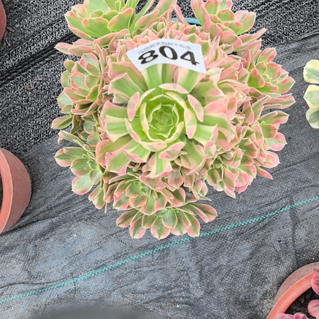 804香妃花花3-26花花