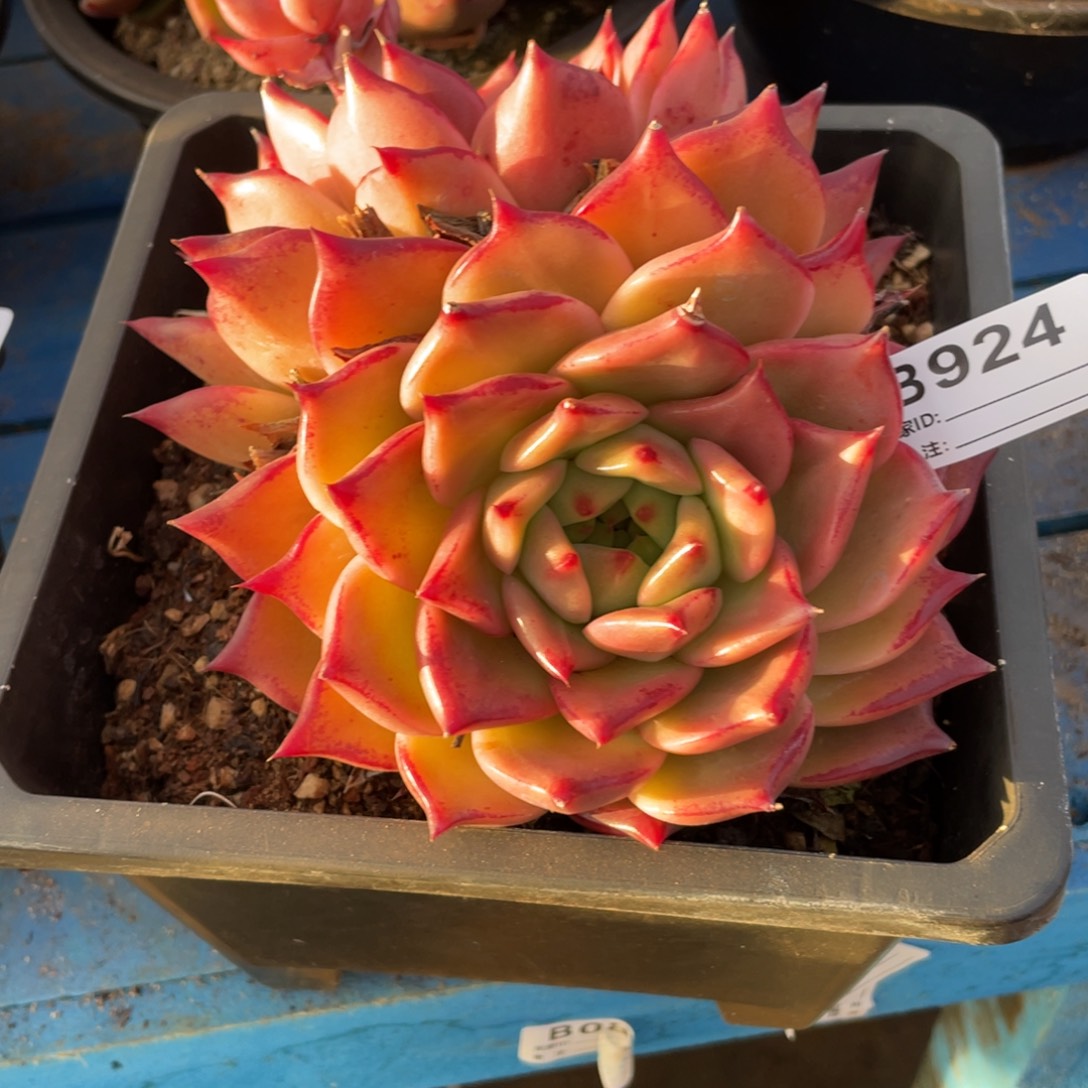 无花朵若如东云组拍B924