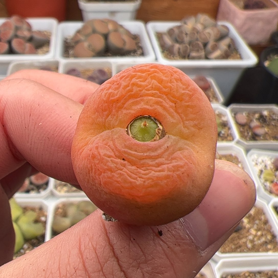 0296号水蜜桃 多肉植物